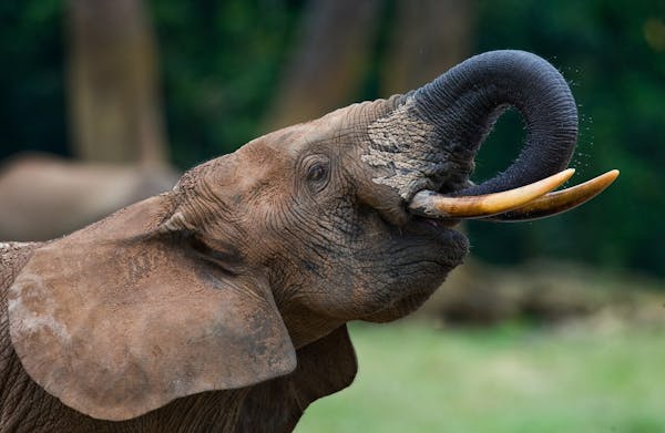 Forest Elephants: Guardians of the Congo Rainforests